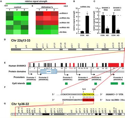 microRNA-34a (miRNA-34a) Mediated Down-Regulation of the Post-synaptic Cytoskeletal Element SHANK3 in Sporadic Alzheimer's Disease (AD)